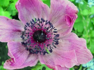 Flor de anêmona Flor de anêmona