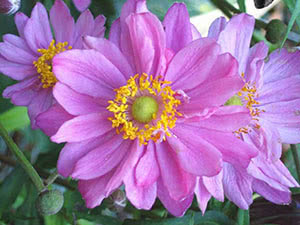 Rosa anêmona Rosa anêmona