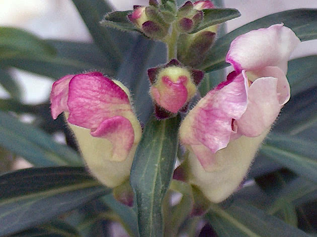 Antirrinum ili snapdragon