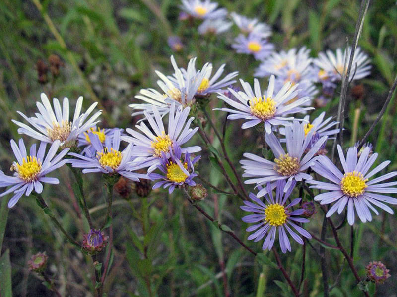 Talijanska astra ili kamilica (Aster amellus)