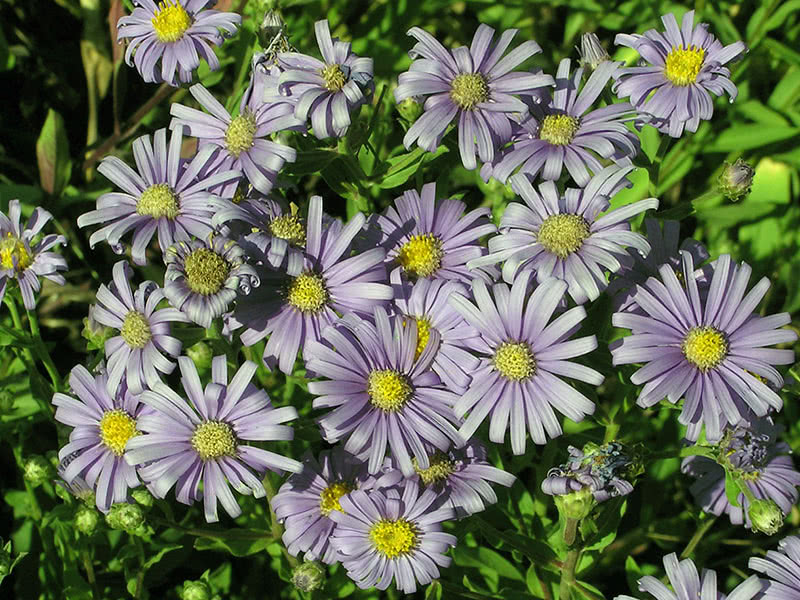 Talijanska astra ili kamilica (Aster amellus)