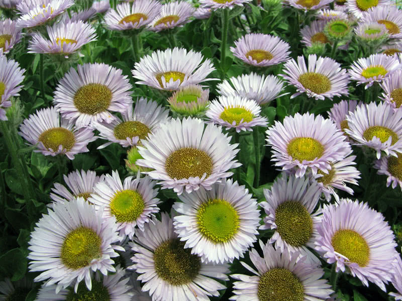 Astrina grmlja (Aster dumosus)