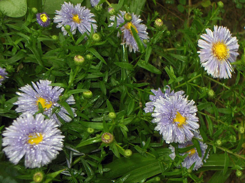 Aster novi-belgii (Aster novi-belgii)