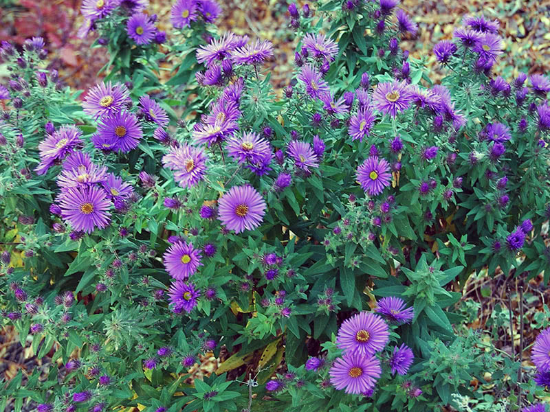 Aster nove Engleske (Aster novae-angliae)