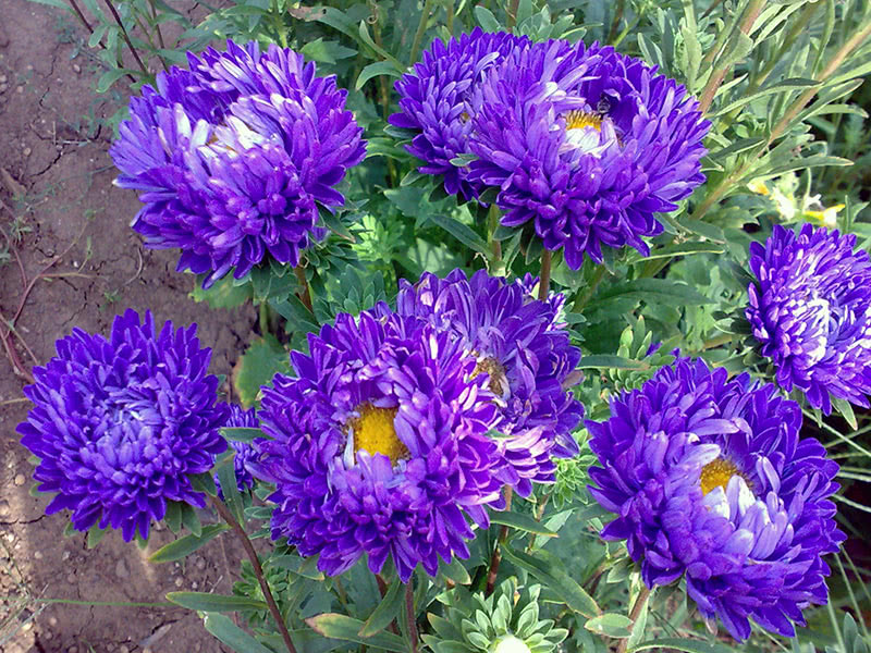 Asters