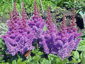 Cvijet astilbe (Astilbe)