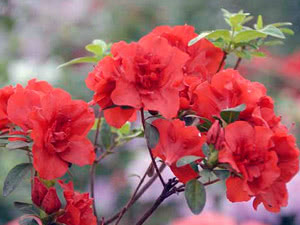 Azalea sisätiloissa
