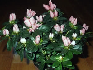Indoor Azalea - hoito