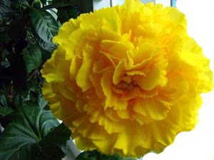 Reprodução de begônias tuberosas por sementes