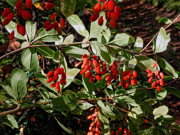 Obična žutika / Berberis vulgaris