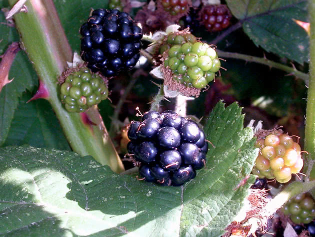 Fruta amora Fruta amora
