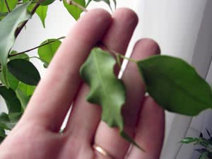 Folhas de plantas ondulam Folhas de plantas ondulam