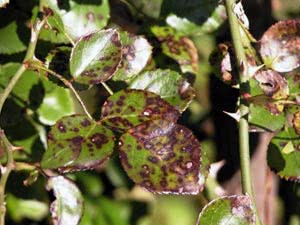 Mancha de planta bacteriana Mancha de planta bacteriana