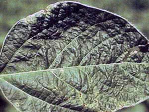 Murcha bacteriana de plantas Murcha bacteriana de plantas