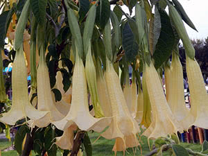 Cvijet Brugmansia