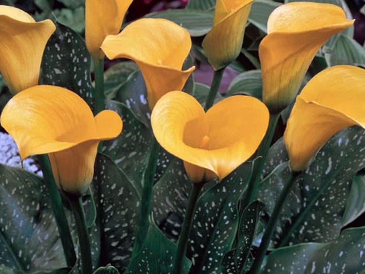 Calla elliottiana