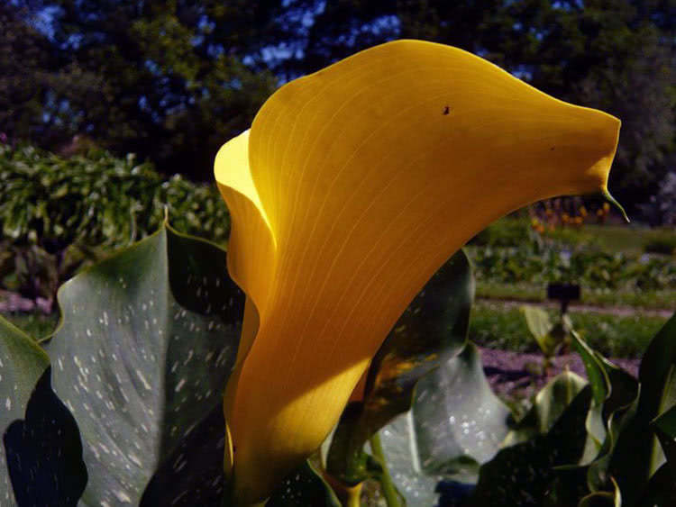 Calla elliottiana