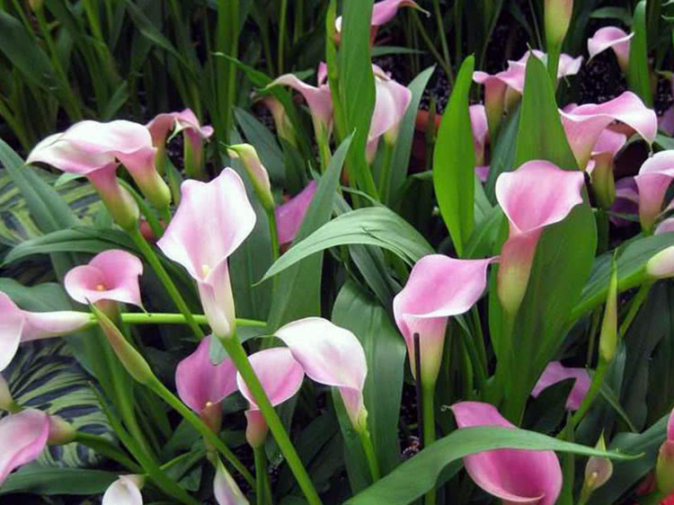 Calla rehmannii