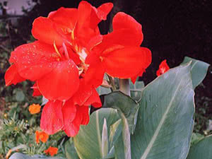 Flor de cana