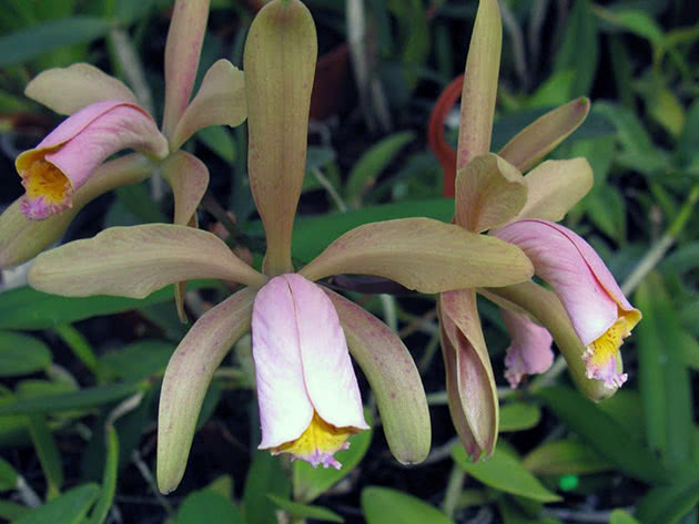 Cattleya forbesii