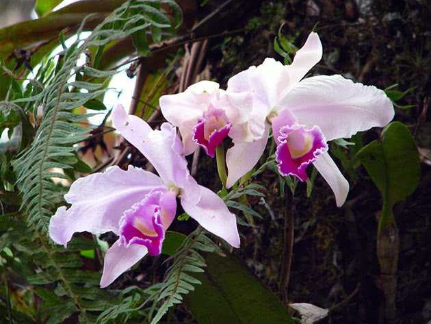 Cattleya Trianaei