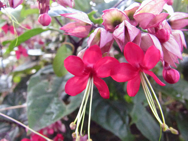 Cvjetni clerodendrum