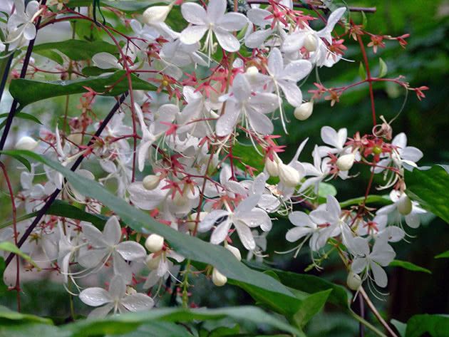 Cvjetni clerodendrum