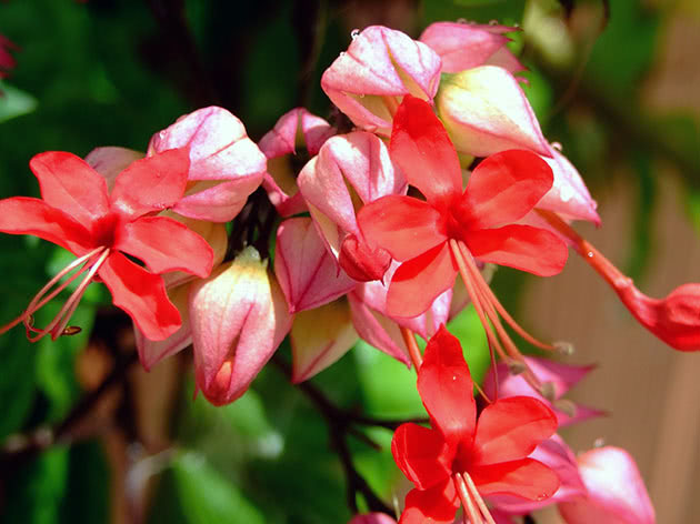 Clerodendrum splendens