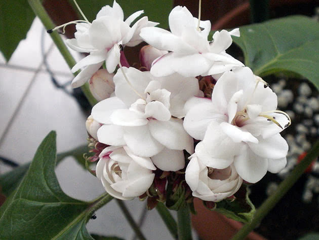 Clerodendrum philippinum / Clerodendrum philippinum