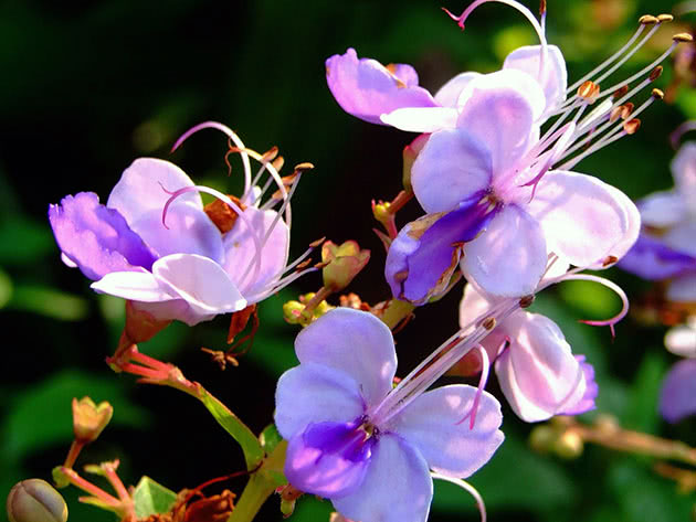 Clerodendrum ugandense