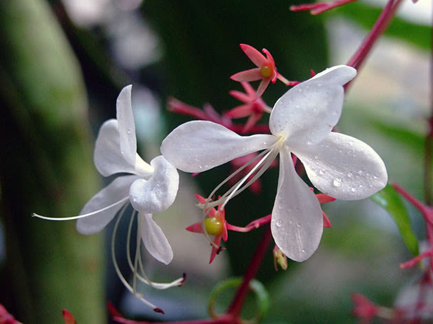 Clerodendrum Wallich, ili Clerodendrum Prospero / Clerodendrum wallichii