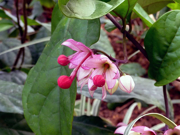 Clerodendrum prekrasan, ili najljepši / Clerodendrum speciosum