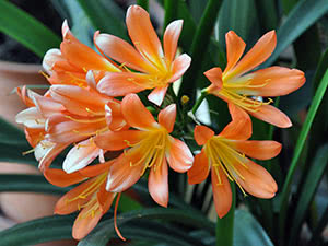 Cvijet Clivia