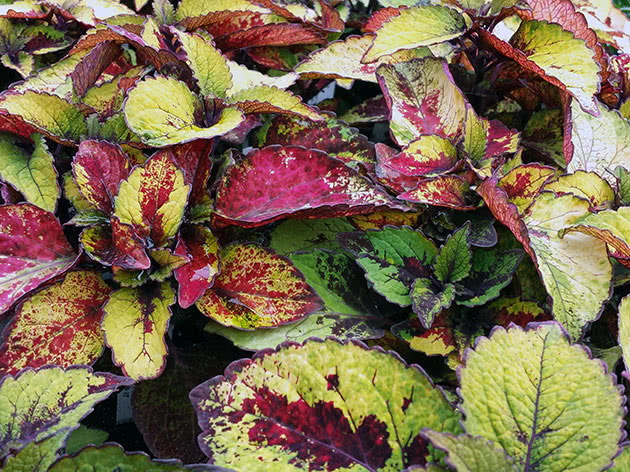 Coleus / Coleus Honey Crisp