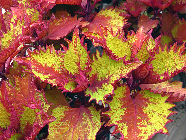 Coleus / Coleus Henna