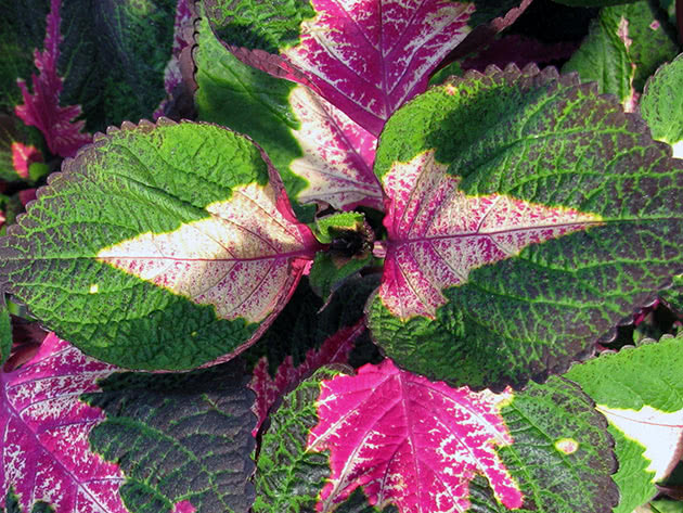 Coleus / Coleus Magilla Perilla