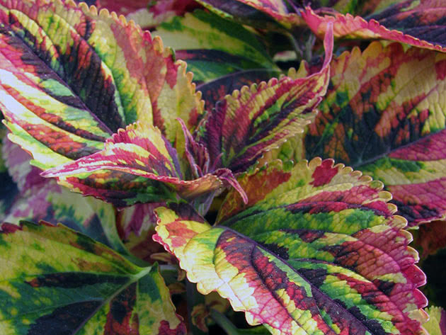 Coleus trobojnica / Coleus Tricolor