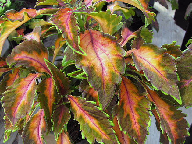 Coleusov cvijet / Coleus Beaute de Lyon