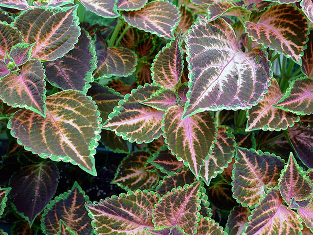 Grm Coleus