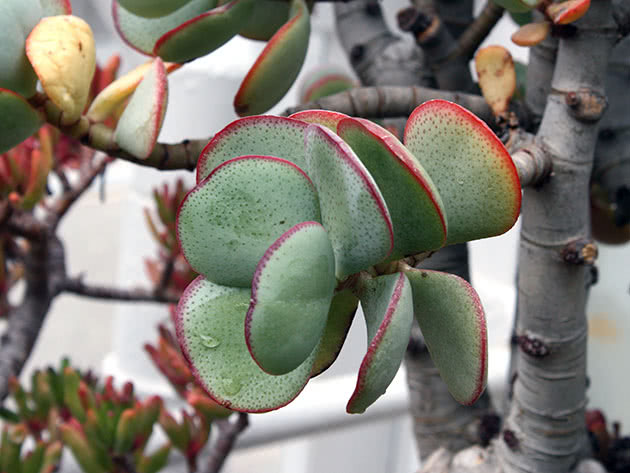 Arboreal Crassula / Crassula arborescens