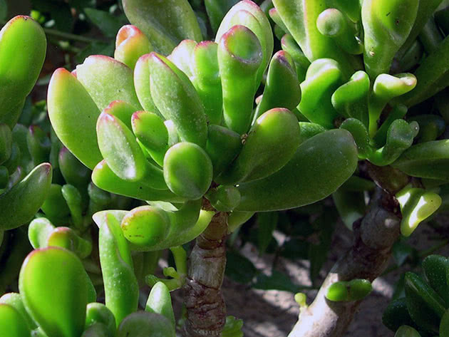 Crassula portulacea / Crassula portulacea