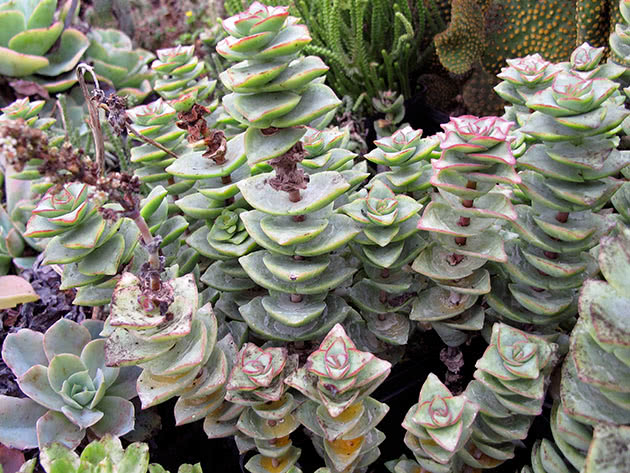 Crassula perforata, ili perforirana / Crassula perforata