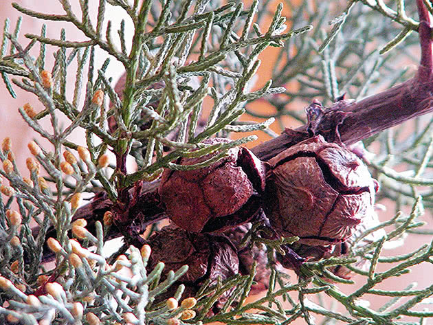 Zimzeleni čempres / Cupressus sempervirens