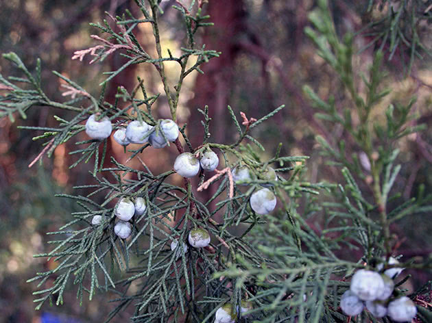 Zaplakani čempres / Cupressus funebris