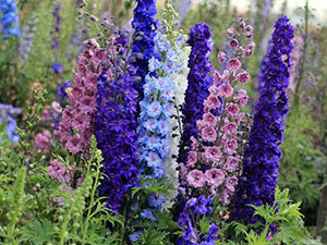 Cvijet delphiniuma (larkspur ili larkspur)