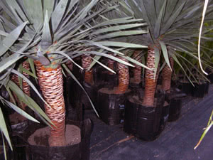 Dracaena - טיפול ביתי