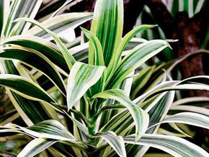 טיפול Dracaena בבית