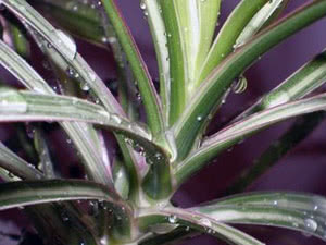 טיפול Dracaena בבית
