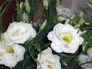 Cvijet eustoma