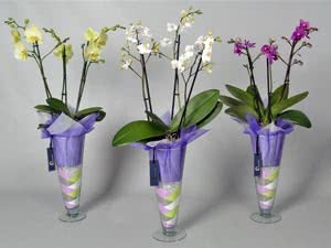 Phalaenopsis